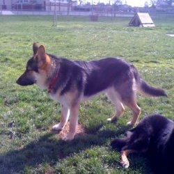 Axel
