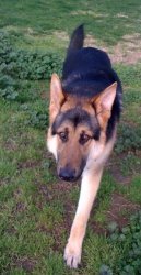 Axel