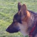 Axel