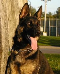 Arko / Buddy