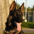 Arko / Buddy