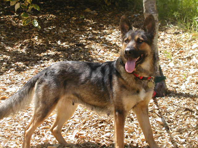 Sierra