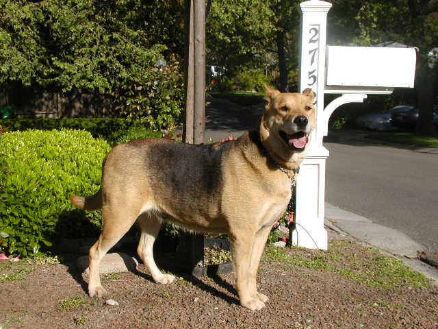 Shayanne