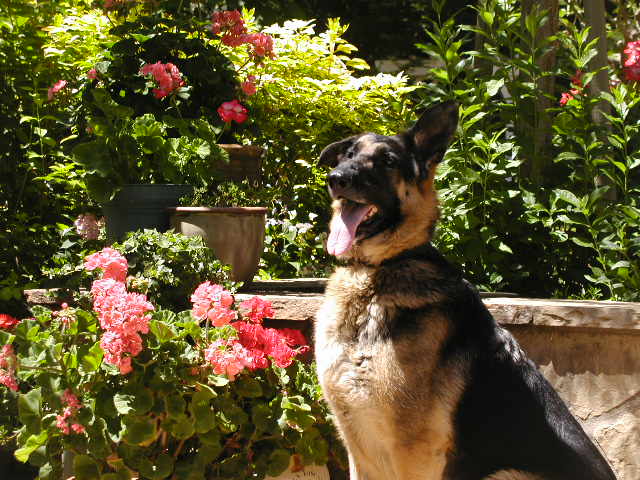 Kaya