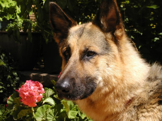 Sampson