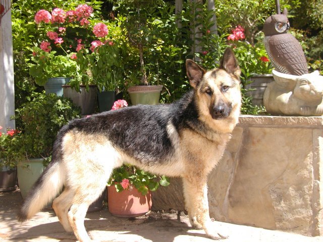 Sampson
