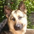 Sampson