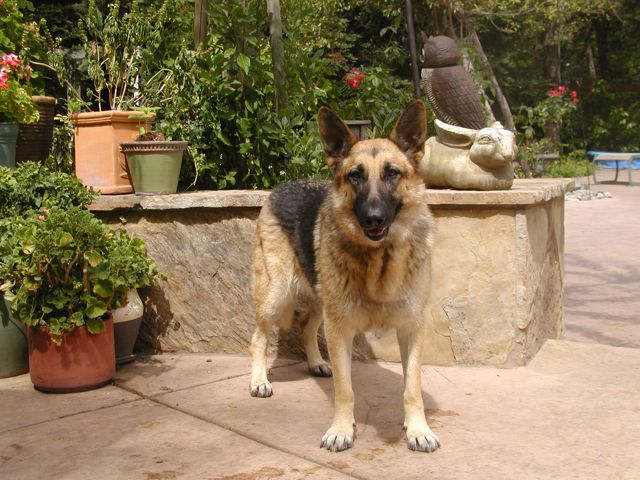 Starlett