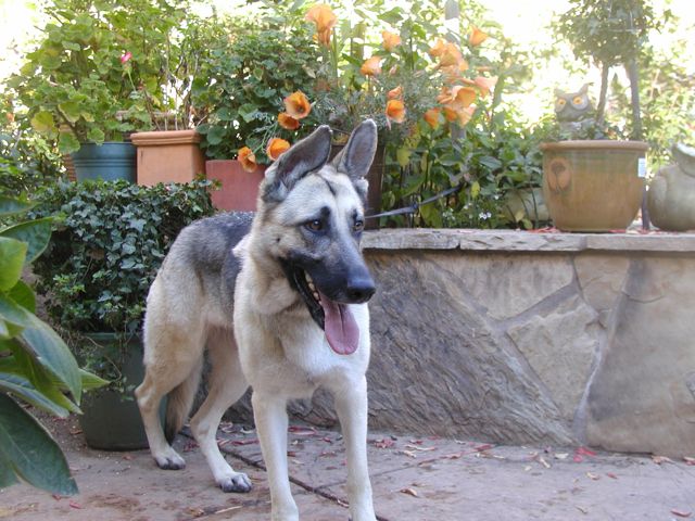 Calli