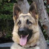 Sadie