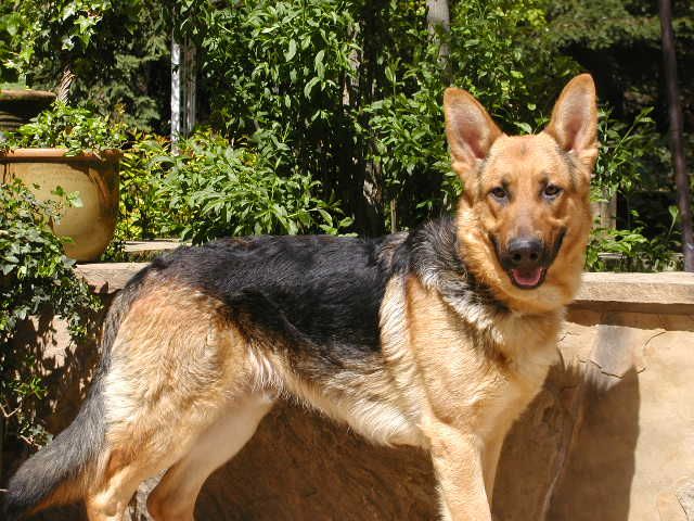 Apollo