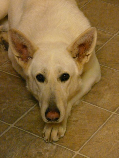 Lady