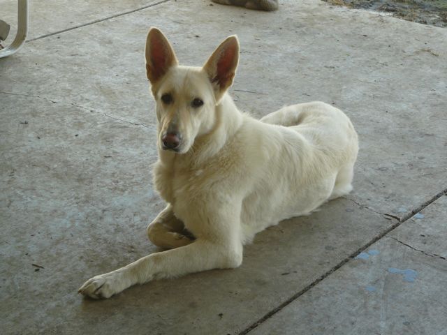 Lady