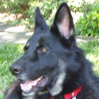 Tica