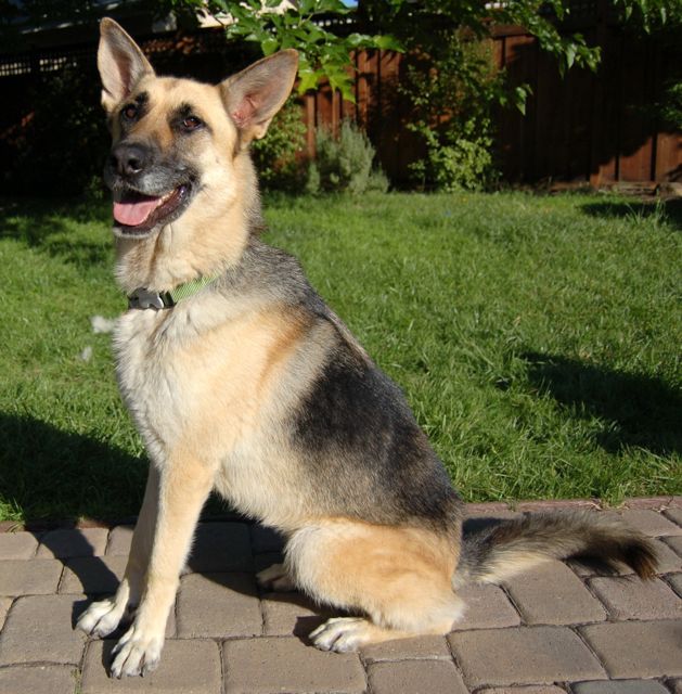 Pasha