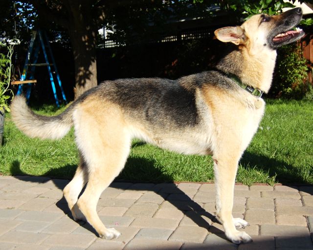 Pasha