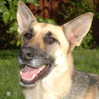 Pasha