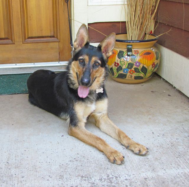 Molly Sue