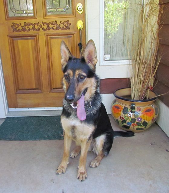 Molly Sue