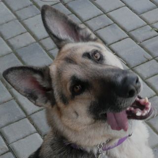 Logan