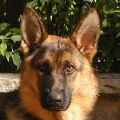 Schatzi