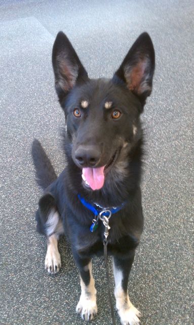 Toby