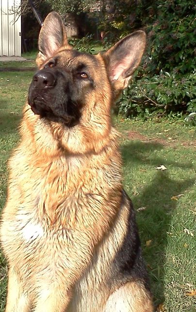Dax