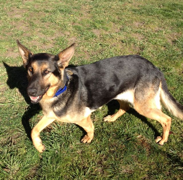 Jackie Wonder Dog