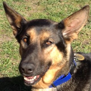 Jackie Wonder Dog