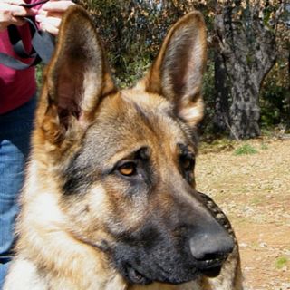 Sarge