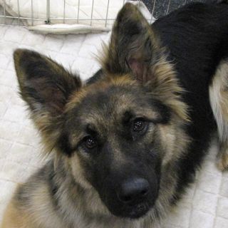 Tango