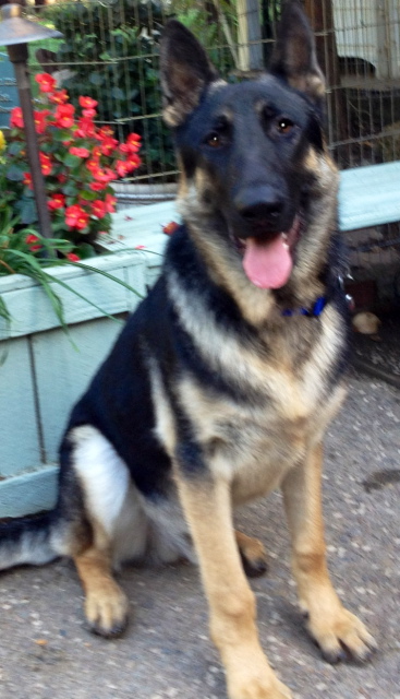 Bruno