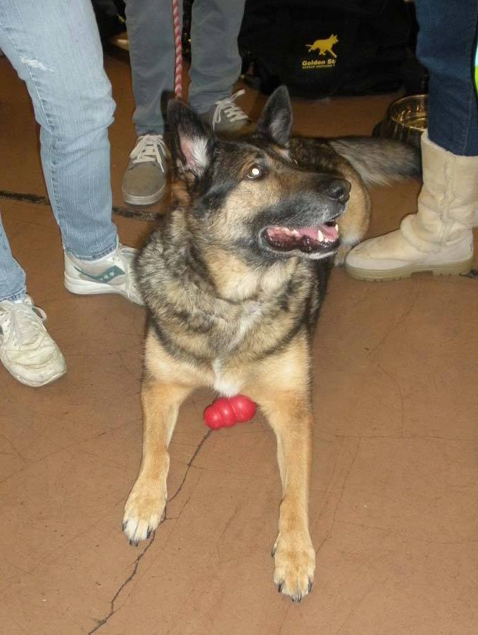 Shasta