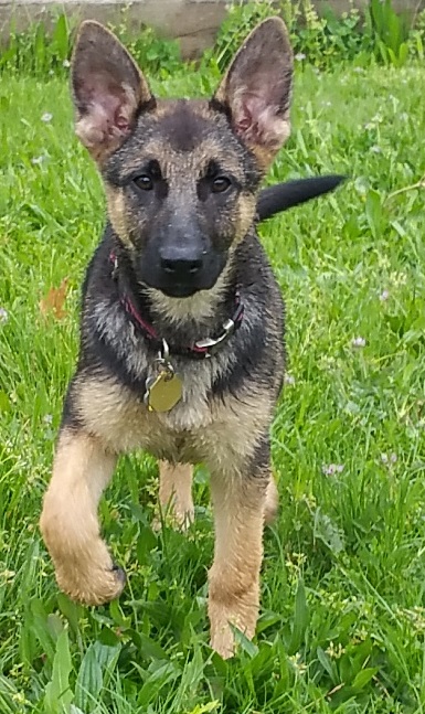 Joni