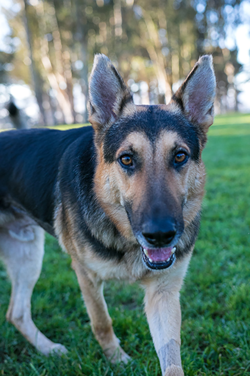 Caesar (Bond)