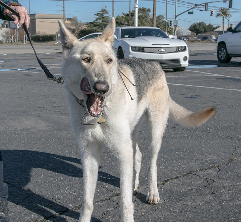 Cody (Aspen)