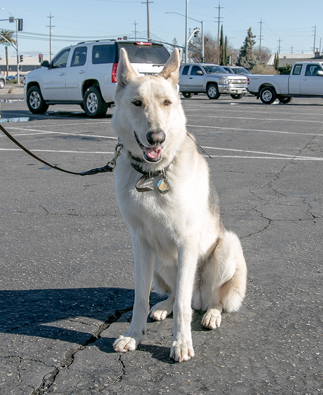 Cody (Aspen)