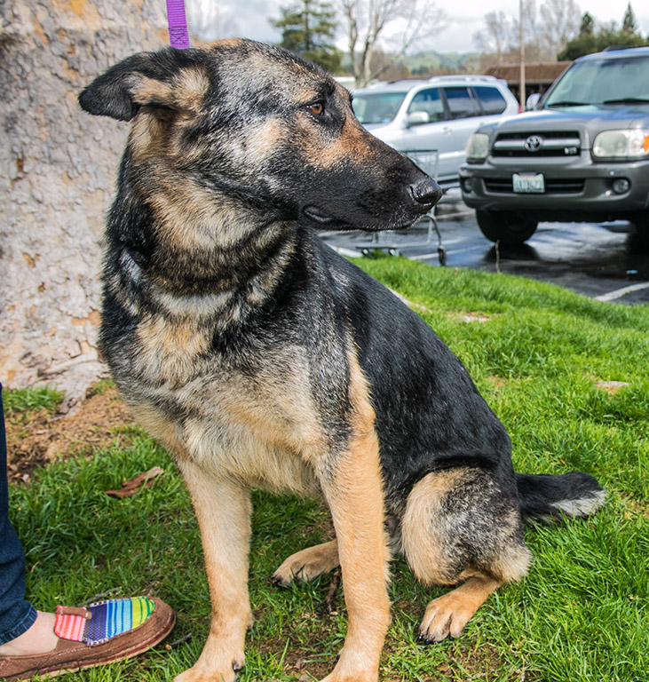 Tia