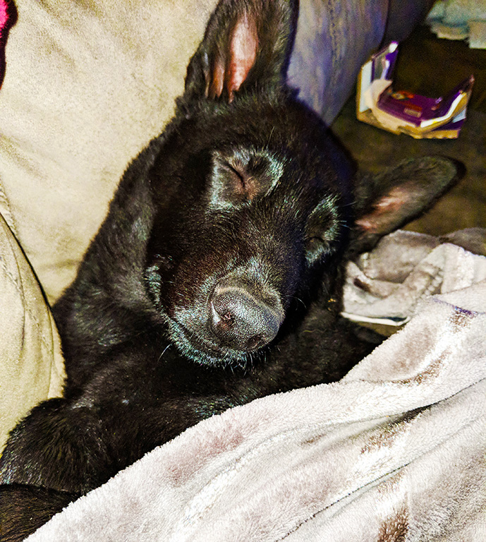 Coal
