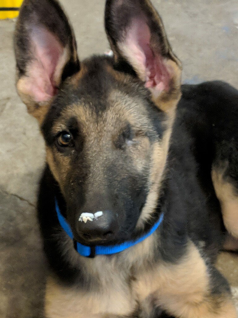 Baylen