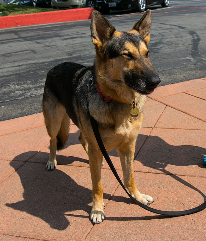 Caesar (Bond)