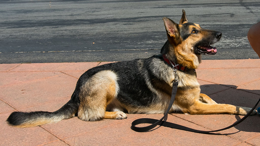 Caesar (Bond)