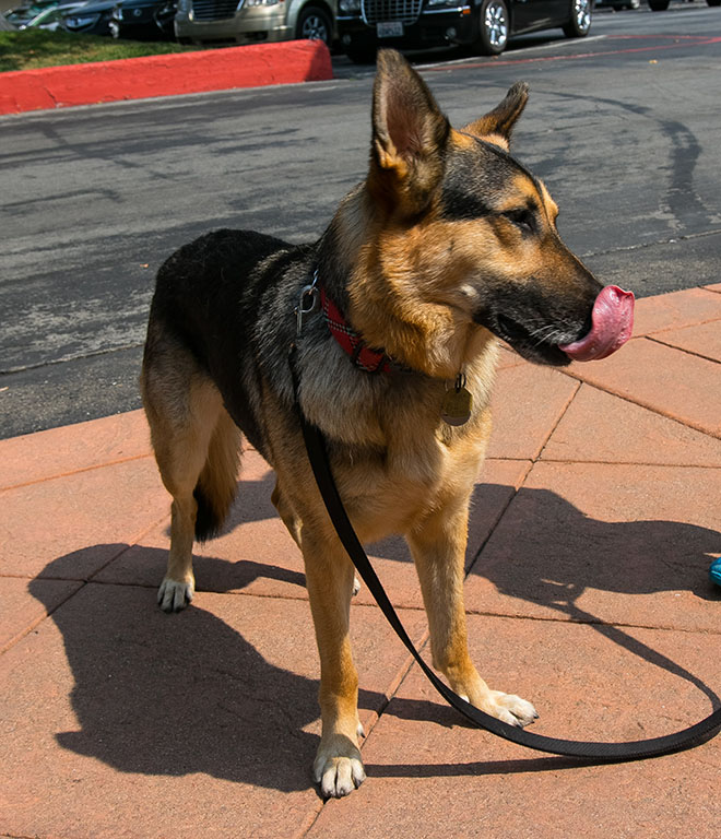 Caesar (Bond)