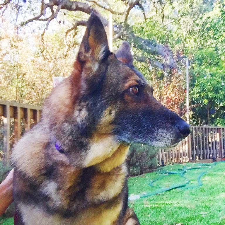 Kasha - Schulyer