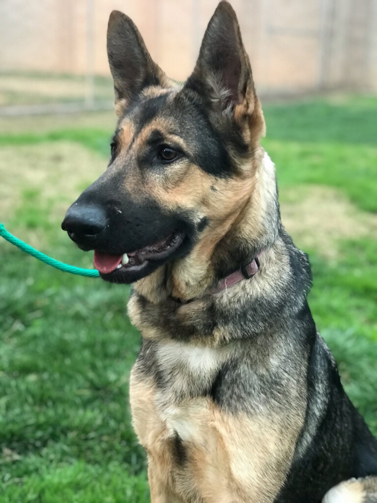 Sable