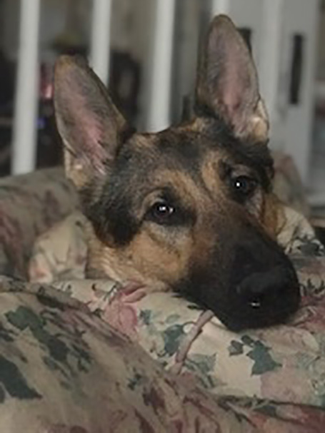 Sable