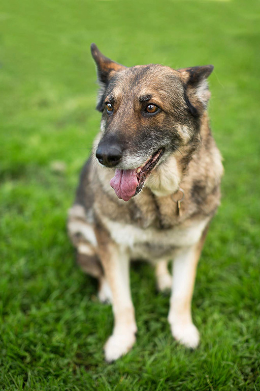 Kasha - Schulyer