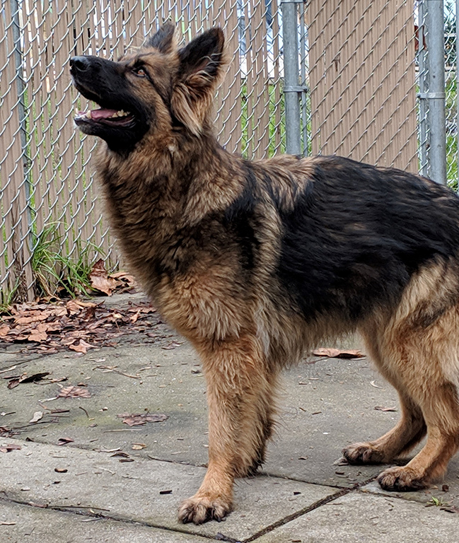 Luna Girl '19