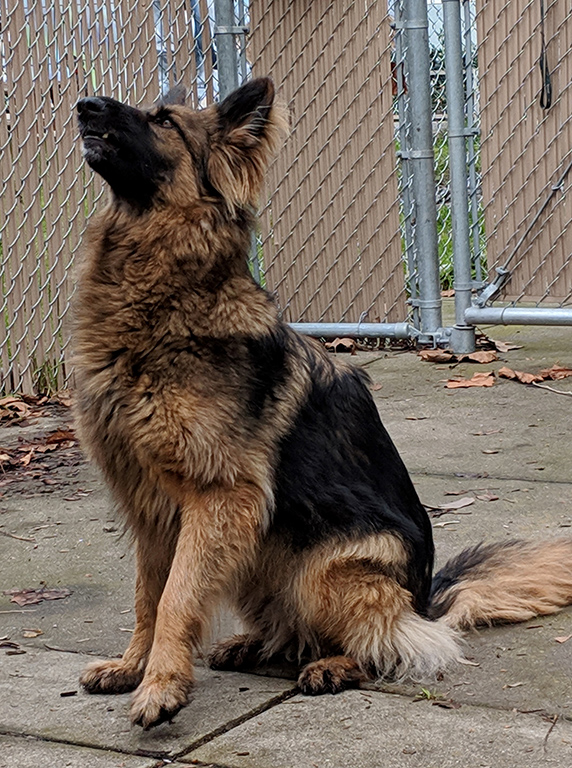 Luna Girl 
    </div>
    <div class=