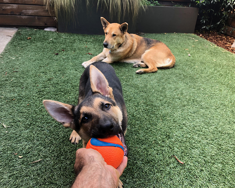 Franklin-/DUKE